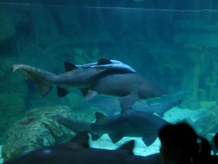 青島有哪些風(fēng)景名勝啊！